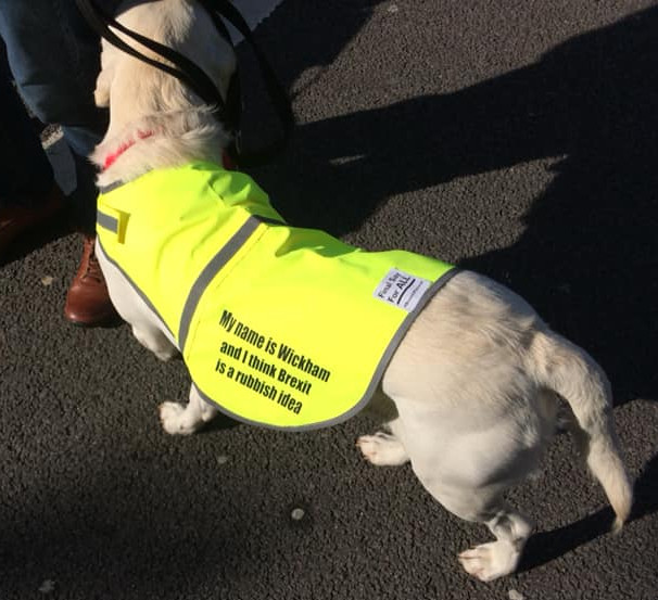 Dog wearing an anti-Brexit jacket