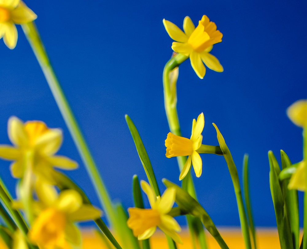 Daffodils against a blue and yellow background